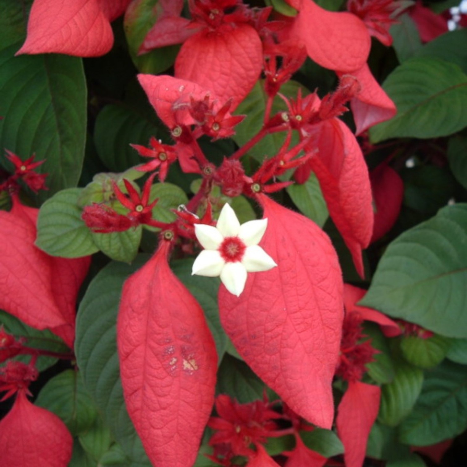 Exotic Red Mussaenda Flower (Mussaenda erythrophylla) Live Plant